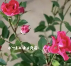 ミニバラ♡フラッシュシルク♡3.5号♡ポットごと宅急便コンパクト