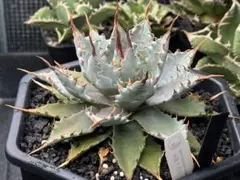 アガベ 魅子 ネームド株 子株 Hu Plantsタグ付き - メルカリ