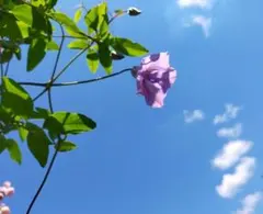 【専用】No.25111617