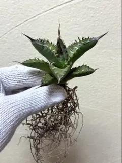 アガベ　チタノタ　ブルー