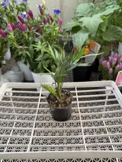 観葉植物 テーブルヤシ 8