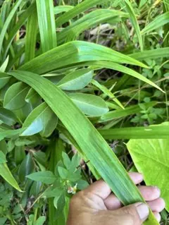 すみっこ様　専用パンダンリーフ生葉300g（洗浄無し）