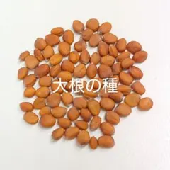 ジューンベリー 種 40粒 - メルカリ
