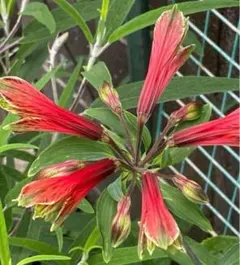 NGP様 リクエスト 2点 まとめ商品