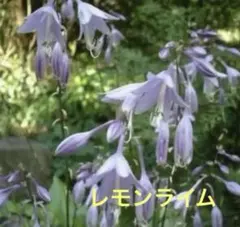 ホスタ(ギボウシ)株分け苗②のサムネイル