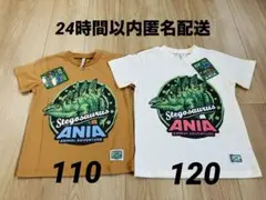 アニア ステゴサウルス 半袖Tシャツ 2枚 恐竜【新品タグ付き】110＆120㎝
