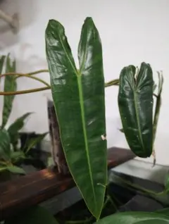 2025年最新】フィロデンドロンビレッティアの人気アイテム