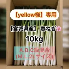 鳥取県産 白ネギ「春香葱」 10kg ナンパク多め 長ネギ - メルカリ