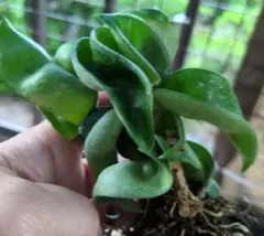 ホヤ　カルノーサコンパクタ　観葉植物　多肉植物のサムネイル