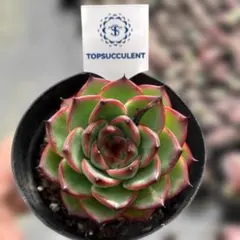 Top【選抜株】多肉植物 25893ブルードラゴン 40個 鉢無し/脱土 - メルカリ