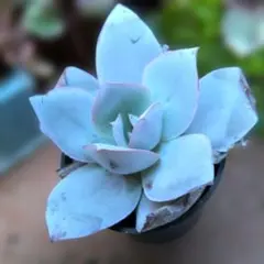 多肉植物♡カンテ（抜き苗）