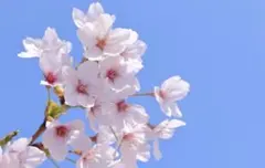 モアナ様専用