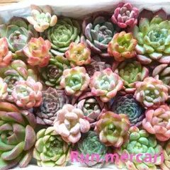 e25多肉植物エケベリア〈カット苗〉☆寄植えMIX☆