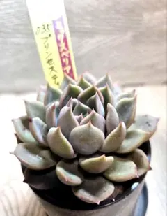 2026年最新】ミックスベリアの人気アイテム - メルカリ