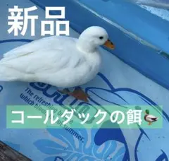 Item thumbnail for item 2f4692bb-e4f9-4ab6-87d9-1f49652c7d75