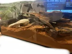レイアウトケージ　爬虫類　小動物　90 60 45 120 レイアウトケージ 爬虫類 小動物 90 60 45 120 - メルカリ