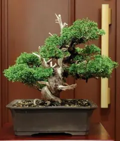 真柏盆栽！のサムネイル