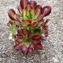 2026年最新】多肉植物 アエオニウム 韶の人気アイテム - メルカリ
