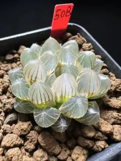 S*a様 多肉植物 ハオルチア 霓虹燈オブツーサ錦 糊斑 超美品 - メルカリ