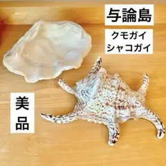 クモガイ　シャコガイ　シャコ貝　貝殻　インテリア　与論島　沖縄　置物　海　作品
