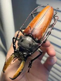 2026年最新】タランチュラ標本の人気アイテム - メルカリ