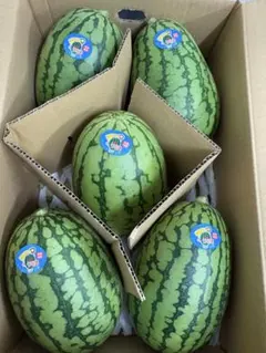 産地直送！小玉スイカウリ坊5玉入！甘くて美味しい！箱込10キロ前後のサムネイル