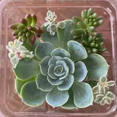エケベリア　七福神7cm 寄せ植えセットのサムネイル