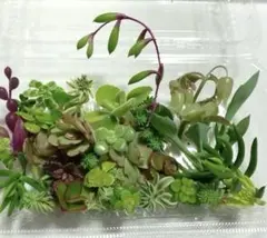 多肉植物 カット苗 寄せ植えセット