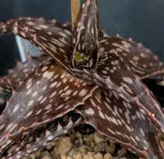 メルカリ便発送☆パイン太郎様 リクエスト 3点 まとめ商品