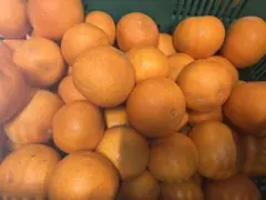 2026年最新】マドンナみかんの人気アイテム - メルカリ