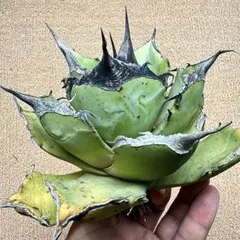 Lj_plants】Z501アガベ チタノタ 白鯨 極上強棘株 - メルカリ