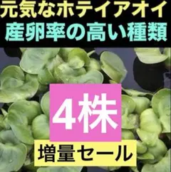ホテイアオイ　ホテイソウ(psb 浮き草　アマゾンフロッグピット　水草　ホテイ草のサムネイル