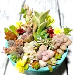 J 多肉植物 ちまちま寄せセット カット苗