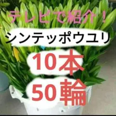 豪華！5輪咲き！シンテッポウユリ　テッポウユリ　ユリ　生花　切り花のサムネイル