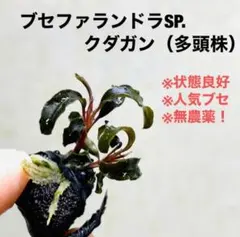 ◆特◆ブセファランドラSP.クダガン溶岩石（多頭株） #ブセさかな屋 水草のサムネイル