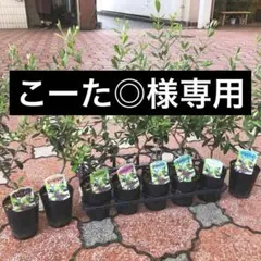 こーた◎様専用 オリーブの木 3.5寸 幹太 8品種 8鉢