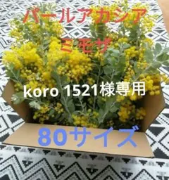 koro1521様専用　パールアカシア フレッシュ　80サイズ　(保水あり)