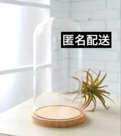 2026年最新】アンティーク ガラスドームの人気アイテム - メルカリ