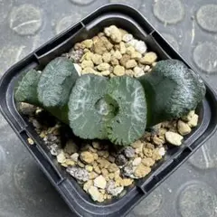 火山　ハオルチア