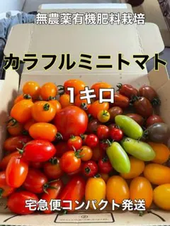カラフルミニトマト　種類様々　1キロ　宅急便コンパクト発送のサムネイル