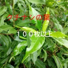 クチナシ 梔子の葉 １００枚以上　オオスカシバ幼虫餌のサムネイル