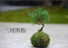 サンテミリ様 リクエスト 2点 まとめ商品