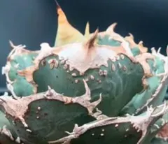 2025年最新】蚩尤 アガベの人気アイテム - メルカリ