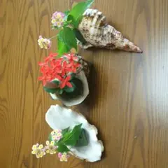 貝殻３点セット(シャコ貝、夜光貝、ボラ貝)