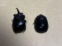 専用　標本　ダイコクコガネ　4頭 Yahoo!オークション -「ダイコクコガネ」(その他) (虫類)の落札