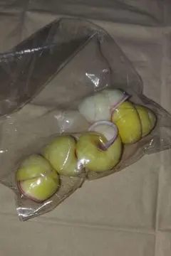 貝殻 5個セット