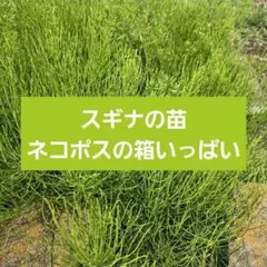 2026年最新】スギナ苗の人気アイテム - メルカリ