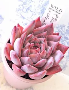 48.【札付き】コロラータ=リンゼアナ Ztype サボテン相談室 多肉植物 48.【札付き】コロラータ=リンゼアナ Ztype サボテン相談室 多肉植物