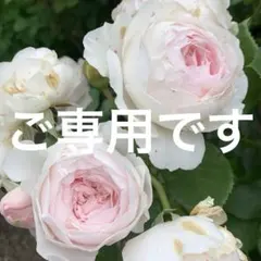 miso様 リクエスト 2点 まとめ商品