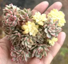 2025年最新】女雛錦の人気アイテム - メルカリ